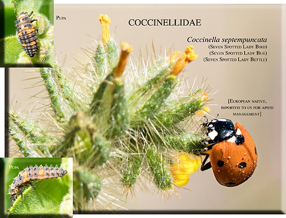 Coccinella septempuncata